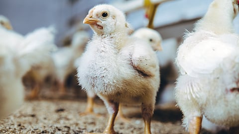 poultry chick vaccination