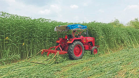 Soil Fertility : जमीन सुपीकतेसाठी हिरवळीची पिके