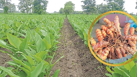 Turmeric