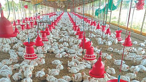 Poultry