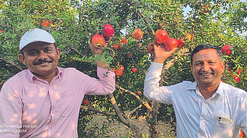 Pomegranate