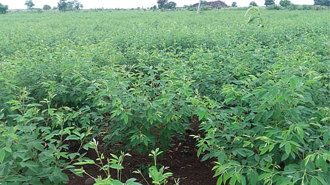 Tur sowing