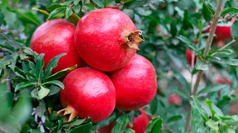 Pomegranate