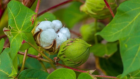 Cotton