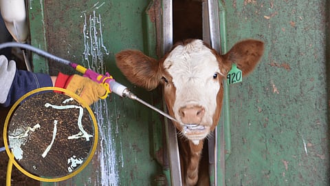 Deworming in cow