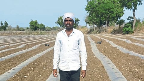 Bogus Seed