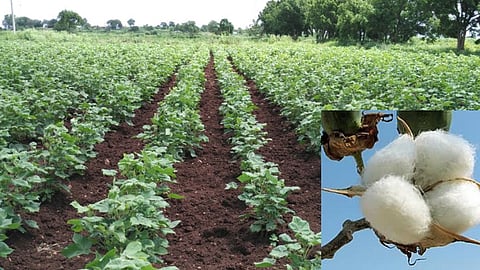 Cotton cultivation