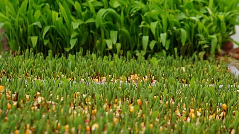 hydroponic fodder