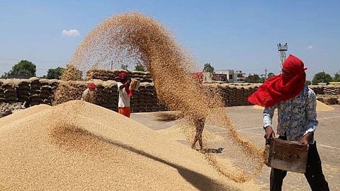 Wheat Procurement