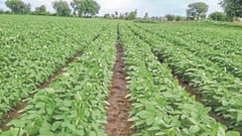 Soybean