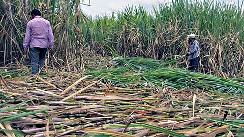 Sugarcane Crushing