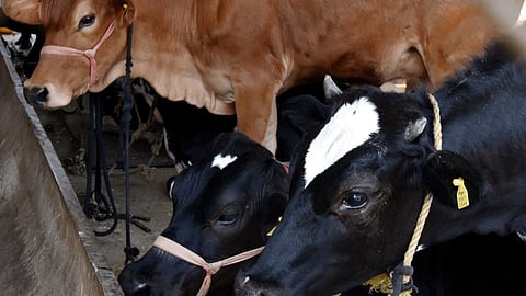 Animal Husbandry