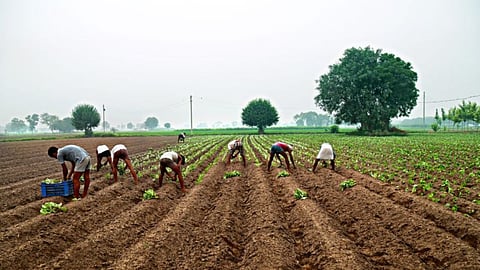 Zero Cultivation