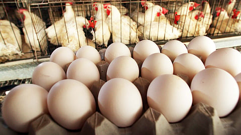 Egg Production