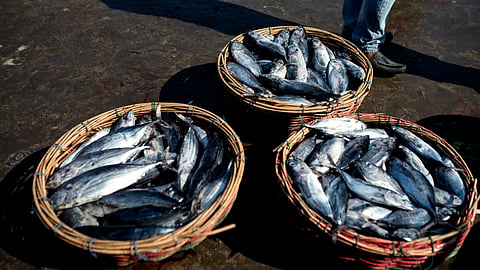 Fisheries