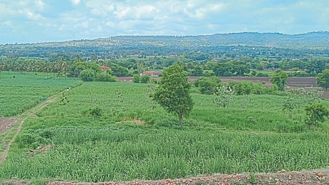 Agrigulture