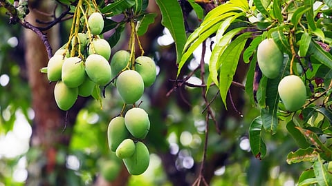 Dasheri Mango