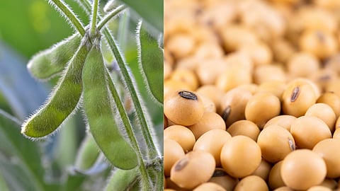 Soybean