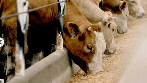 Animal Feed
