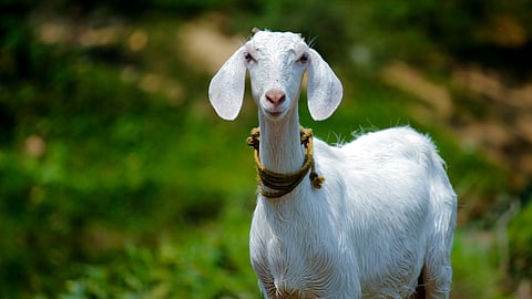 Animal Care