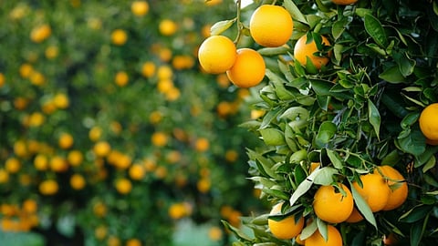 Crop Insurance