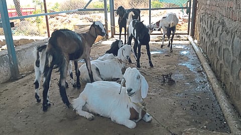 Goat Farming