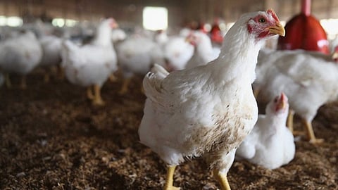 Poultry