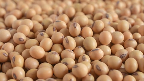 Soybean MSP