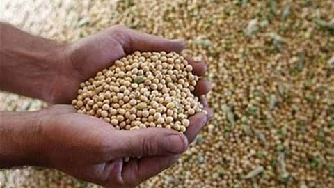 Soybean Rate