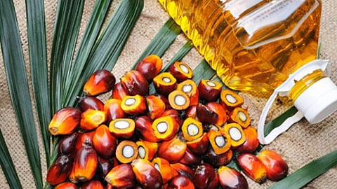 Palm Oil