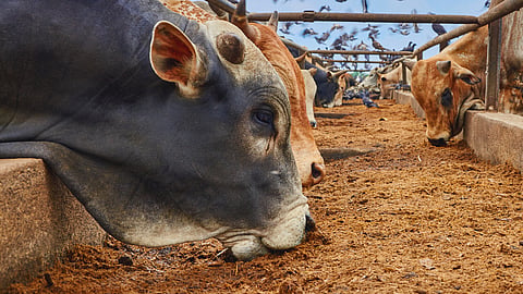 animal feed