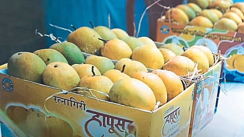 Mango Festival