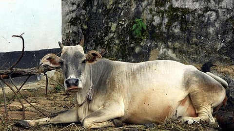 Cattle
