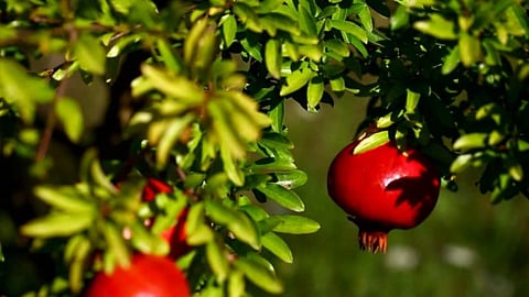 Pomegranate