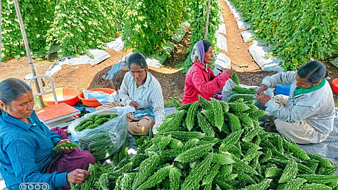 Vegetable