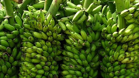 Banana Rate