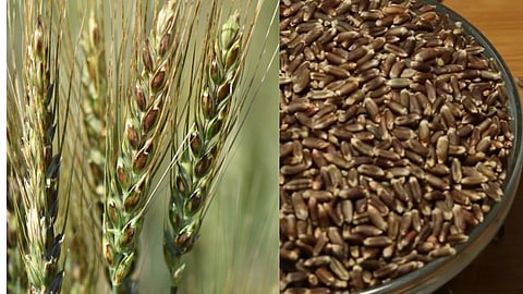 Black Wheat