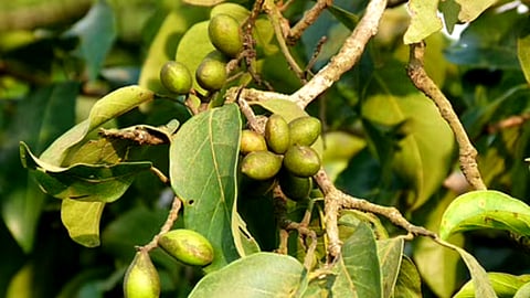 Hirda