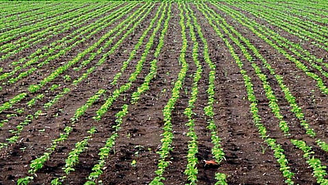Soybean Sowing News