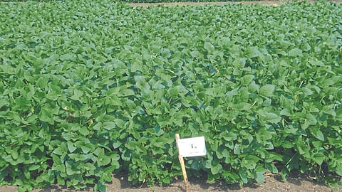 Fertilizer