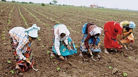 Kharip Sowing