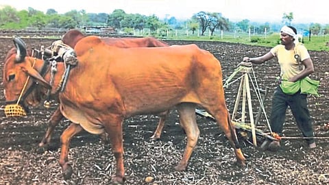 Kharif Sowing