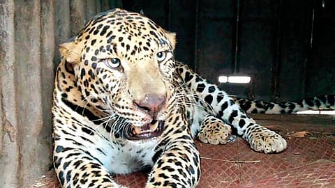 Leopard Attack in Pune
