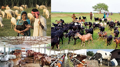Animal Care