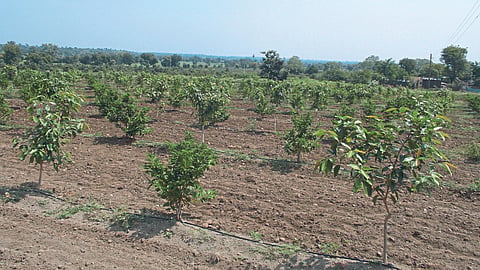 Crop Nutrient Management