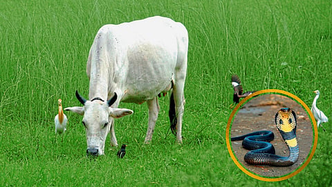 Animal care