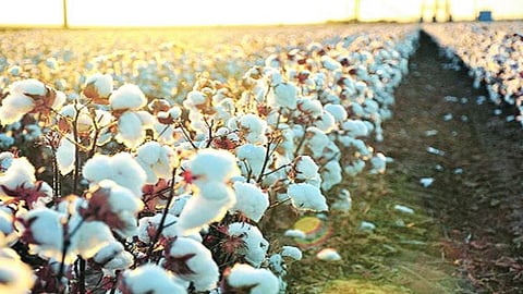 Cotton Cultivation News