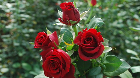 Rose Cultivation