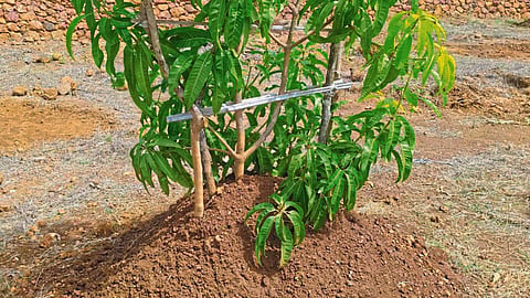 Horticulture