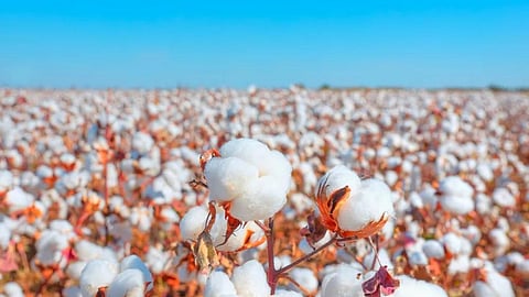 Cotton Import